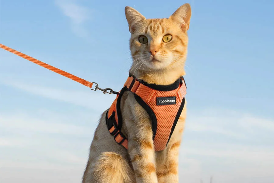 Soft Mesh Cat Harness for Small Cats